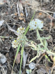 Helichrysum candolleanum