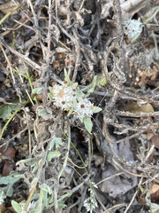 Helichrysum candolleanum