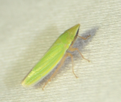 Draeculacephala antica