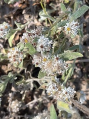 Helichrysum candolleanum