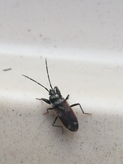 Eremocoris fenestratus
