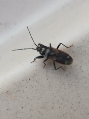 Eremocoris fenestratus