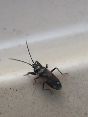 Eremocoris fenestratus
