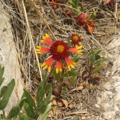 Gaillardia coahuilensis