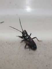 Eremocoris fenestratus