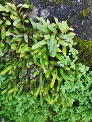 Pyrrosia linearifolia