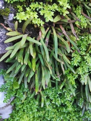 Pyrrosia linearifolia