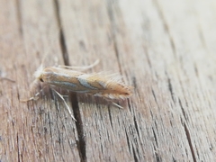 Phyllonorycter endryella