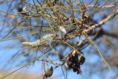 Hakea lorea lorea
