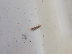 Phyllonorycter endryella