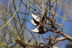 Hakea lorea lorea