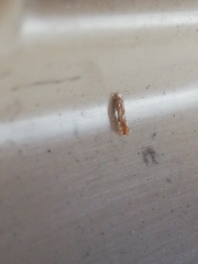 Phyllonorycter endryella