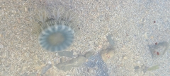 Cassiopea frondosa