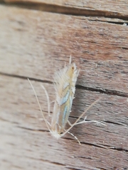 Phyllonorycter endryella