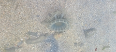 Cassiopea frondosa