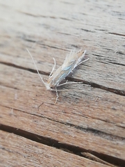 Phyllonorycter endryella
