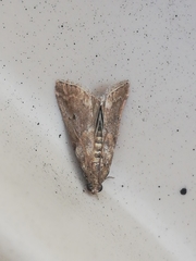 Acrobasis sodalella
