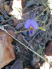 Lotononis filiformis