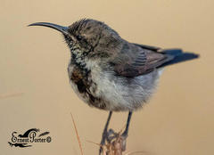 Cinnyris fuscus fuscus