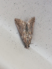 Acrobasis sodalella