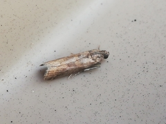 Acrobasis sodalella
