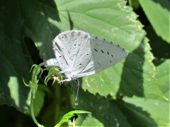 Celastrina argiolus