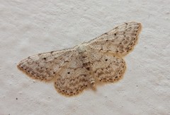Idaea albitorquata