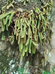 Pyrrosia linearifolia