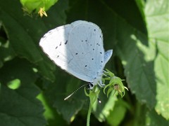 Celastrina argiolus