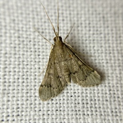 Piletocera macroperalis