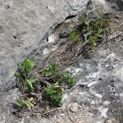 Penstemon baccharifolius