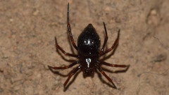 Euryopis episinoides