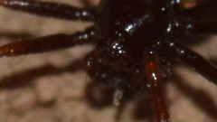 Euryopis episinoides