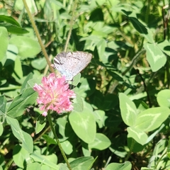 Celastrina argiolus