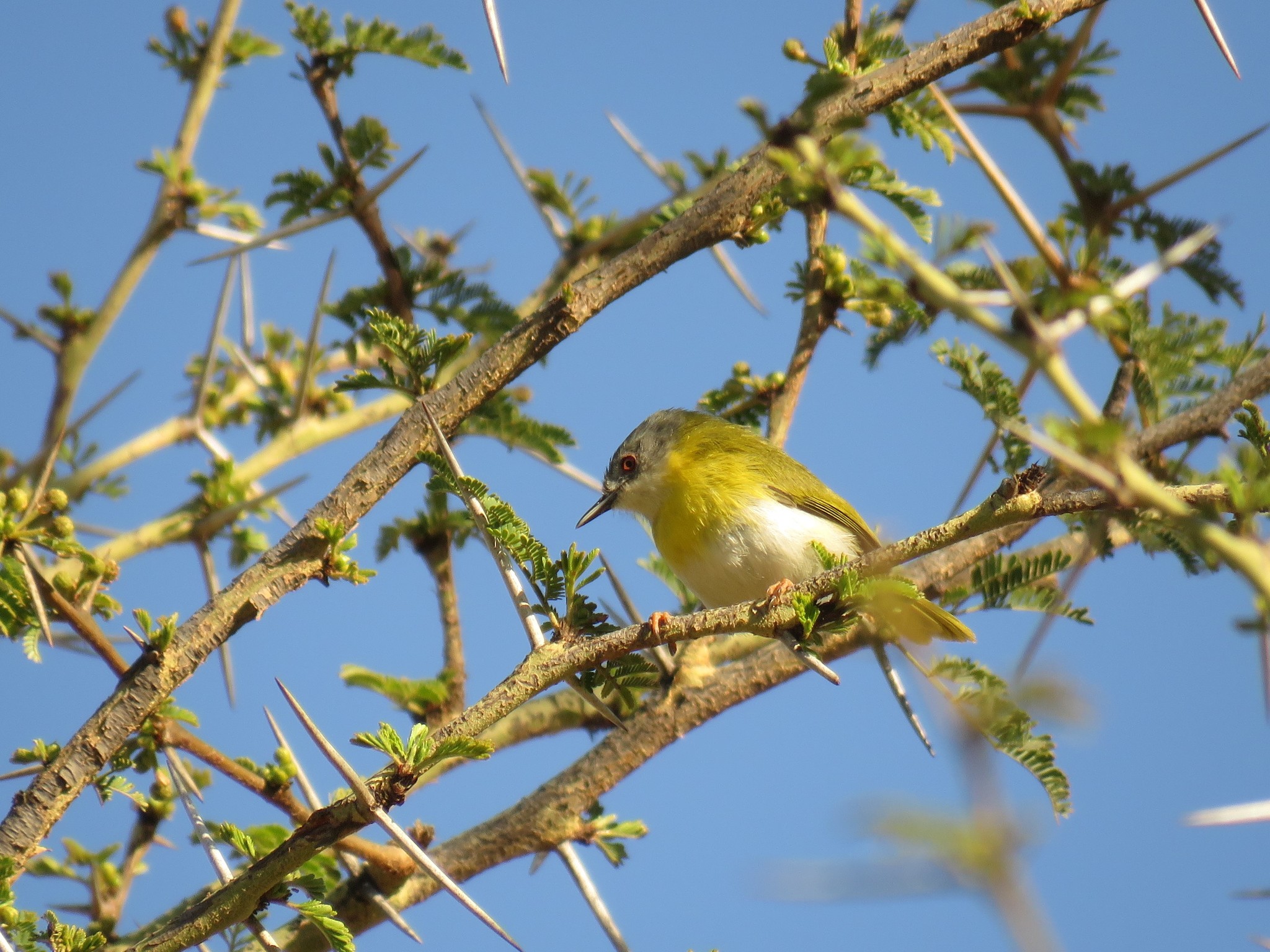 Yellow-breasted Apalis illustration