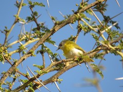 Apalis flavida florisuga