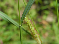 Alopecurus carolinianus