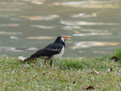 Gracupica floweri