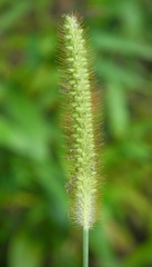 Alopecurus carolinianus