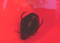 Dytiscus latissimus