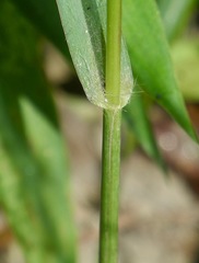 Alopecurus carolinianus