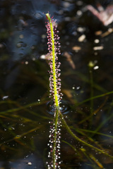 Drosera filiformis