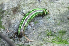 Sphinx morio arestus