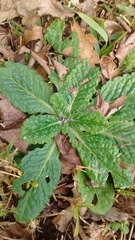 Chaptalia arechavaletae