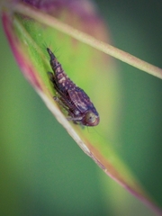 Eurymeloides punctata