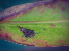 Eurymeloides punctata