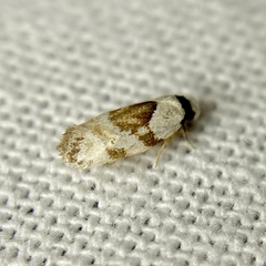 Euphiltra epilecta