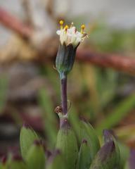 Curio crassulifolius