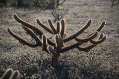 Cereeae