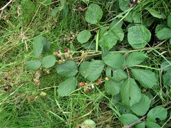 Rubus polyanthemus